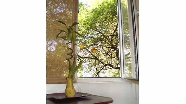 Cozy Floreasca Bukarest